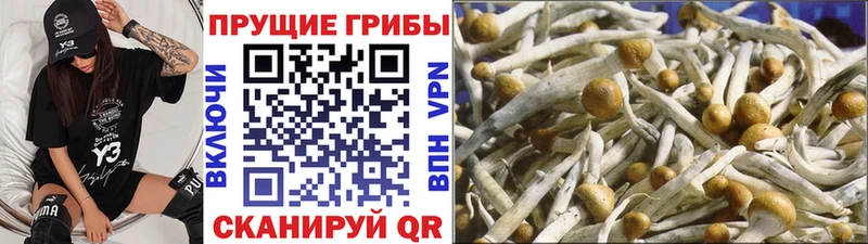 Псилоцибиновые грибы Magic Shrooms  даркнет сайт  Старица 